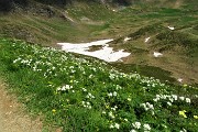 37 Splendide fioriture bianco-gialle di anemone narcissino e pulsatilla alpina sulfurea